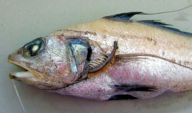 Gadomus dispar_6521.jpg